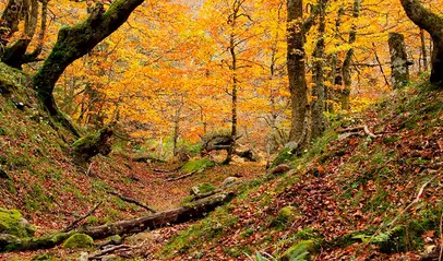 Hayedo de Montegrande y Cascada del Xiblu en Asturias - Qué ver y qué hacer en Asturias en 2023 - 10 lugares imprescindibles de Asturias - Blog - Buendía Tours